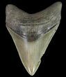 Serrated, Megalodon Tooth - Georgia #70036-1
